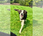 Small #1 Australian Shepherd-Colonial Cocker Spaniel Mix