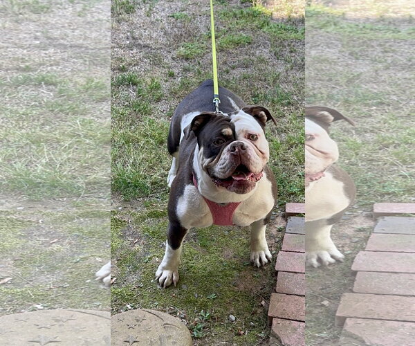 Medium Photo #2 Bulldog Puppy For Sale in Holly Springs, NC, USA