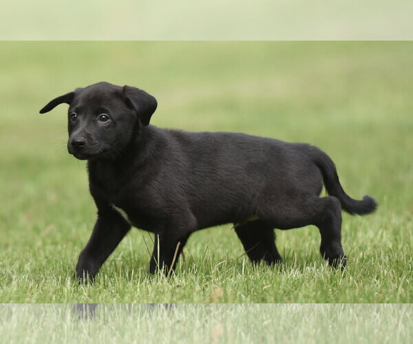 Medium Photo #4 Borador Puppy For Sale in Mechanicsburg, PA, USA