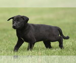 Small #3 Borador