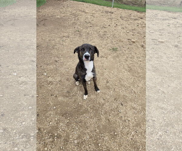 Medium Photo #2 Huskies -Plott Hound Mix Puppy For Sale in Maquoketa, IA, USA