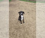 Small #1 Huskies -Plott Hound Mix