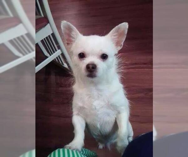 Medium Photo #9 Chihuahua-Unknown Mix Puppy For Sale in New York, NY, USA