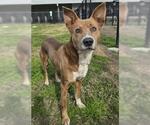Small #1 Carolina Dog Mix