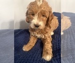 Small #1 Goldendoodle (Miniature)