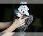 Small #4 Maltese