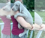 Small #20 Great Dane