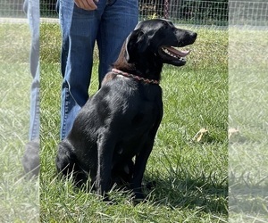Mother of the Labrador Retriever puppies born on 06/13/2026