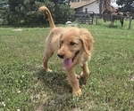 Small #2 Goldendoodle