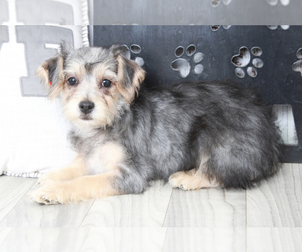 Medium Photo #2 Yo-Chon Puppy For Sale in MARIETTA, GA, USA