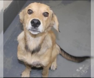 Toast - Male Golden Labrador Dog for Adoption - Photo #2