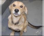 Small Photo #2 Golden Labrador Puppy For Sale in garner, NC, USA
