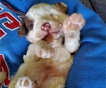 Small #4 Miniature Bernedoodle