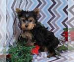 Small Photo #3 Yorkshire Terrier Puppy For Sale in ARTHUR, IL, USA