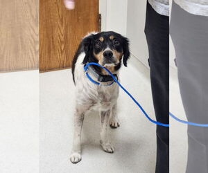 Brittany Dogs for adoption in Curwensville, PA, USA