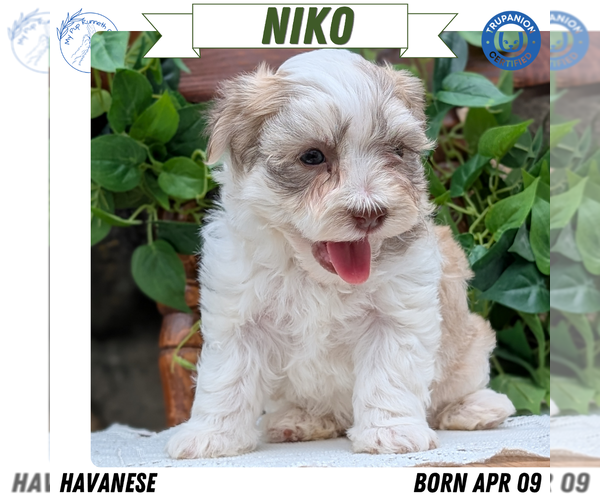 Medium Photo #37 Havanese Puppy For Sale in GOSHEN, IN, USA
