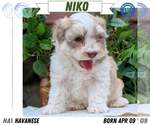 Puppy Niko Havanese