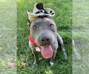 Lenny - Male American Pit Bull Terrier-American Staffordshire Terrier Mix Dog for Adoption - Photo #6