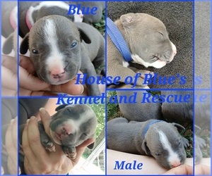 American Pit Bull Terrier Puppy for sale in DELAWARE, OH, USA