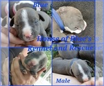 Image preview for Ad Listing. Nickname: Blue Male