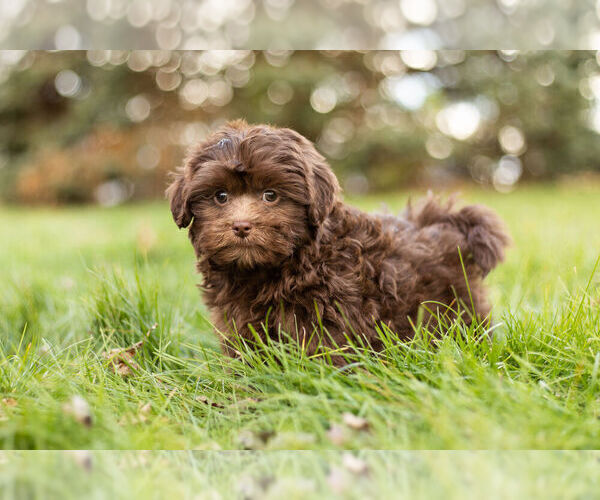Medium Photo #1 ShihPoo Puppy For Sale in WARSAW, IN, USA