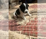 Puppy Puppy 2 Chonzer