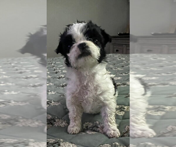 Medium Photo #6 Mutt Puppy For Sale in Oak Bluffs, MA, USA
