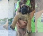 Small Photo #10 Mastiff Puppy For Sale in ALVIN, TX, USA