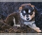 Small Photo #30 Alaskan Malamute Puppy For Sale in MIDWEST CITY, OK, USA