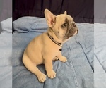Small #7 French Bulldog
