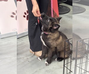 Mutt Dogs for adoption in Holly Springs, NC, USA