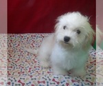 Small #2 Cavachon