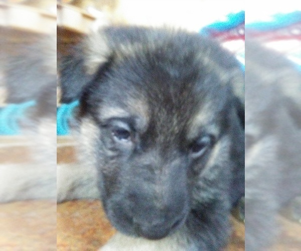 Medium Photo #4 German Shepherd Dog Puppy For Sale in MONUMENT, CO, USA
