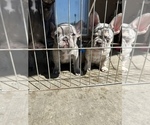 Puppy 3 French Bulldog