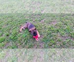 Small Photo #1 German Shepherd Dog Puppy For Sale in BOWLING GREEN, KY, USA