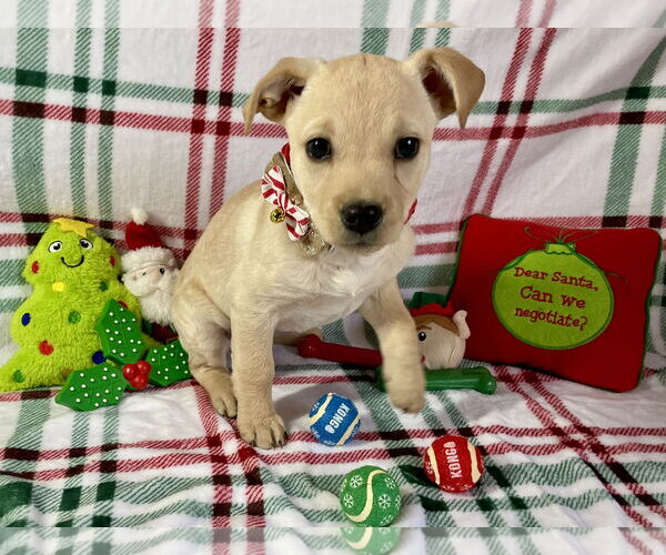 Medium Photo #1 Chihuahua-Unknown Mix Puppy For Sale in Plainfield, IL, USA