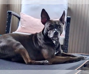 American Pit Bull Terrier-Unknown Mix Dogs for adoption in Germantown, OH, USA
