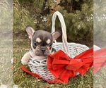 Small #3 French Bulldog