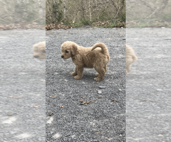 Medium Photo #2 Goldendoodle Puppy For Sale in COLUMBIA, KY, USA
