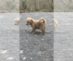 Small Photo #2 Goldendoodle Puppy For Sale in COLUMBIA, KY, USA
