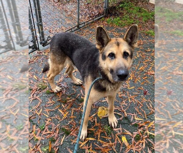 Medium Photo #5 German Shepherd Dog-Siberian Husky Mix Puppy For Sale in Winston Salem, NC, USA