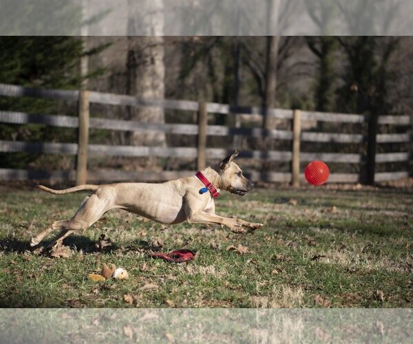 Medium Photo #19 American Staffordshire Terrier-Unknown Mix Puppy For Sale in Arlington, VA, USA