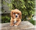 Small #3 Cavalier King Charles Spaniel