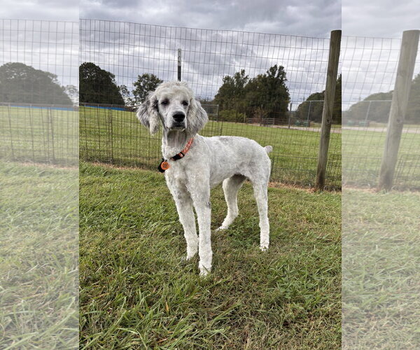 Medium Photo #1 Poodle (Standard)-Unknown Mix Puppy For Sale in Pacolet, SC, USA