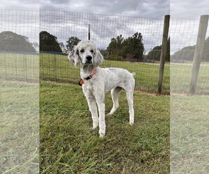 Poodle (Standard)-Unknown Mix Dogs for adoption in Pacolet, SC, USA