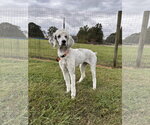 Shelby Virginia Jul 26 - Female Poodle (Standard)-Unknown Mix Dog for Adoption - Small photo