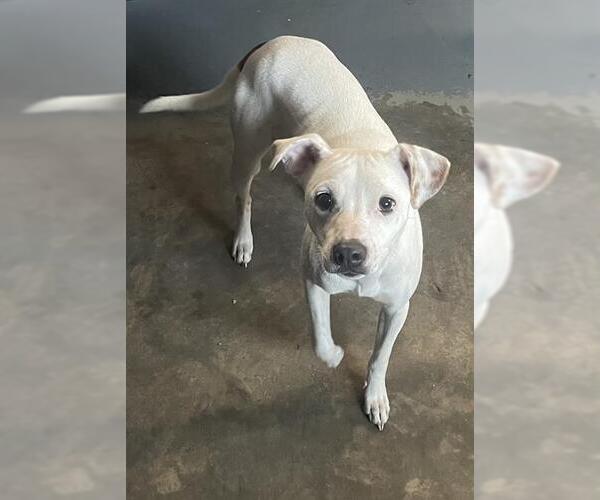 Medium Photo #1 Mutt Puppy For Sale in Tallahassee, FL, USA