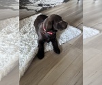 Puppy Puppy 2 Labrador Retriever