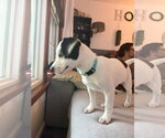 Small Photo #9 American Pit Bull Terrier-Jack Russell Terrier Mix Puppy For Sale in Oakhurst, NJ, USA
