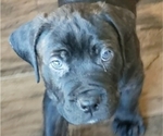 Puppy Puppy 8 Cane Corso-Rottweiler Mix